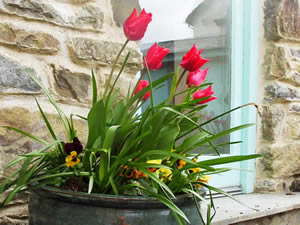 Organic Holidays - Old Dairy at Troed y Rhiw Farm, Llwyndafydd, Llandysul. SA44 6BY