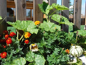 Organic Holidays - Trnulja Organic Country Estate, Crna vas 265, 1000 Ljubljana. 